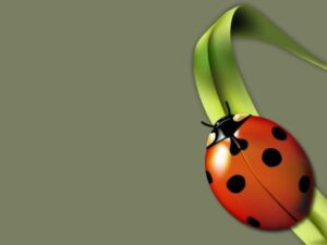 Background-3d-desktop-wallpaper-800x600-1016-hd-widescreen-backgrounds CUPOM DE DESCONTO