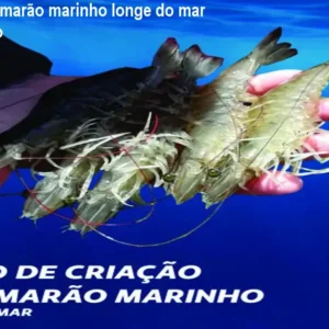 Como criar camarão marinho longe do mar passo a passo