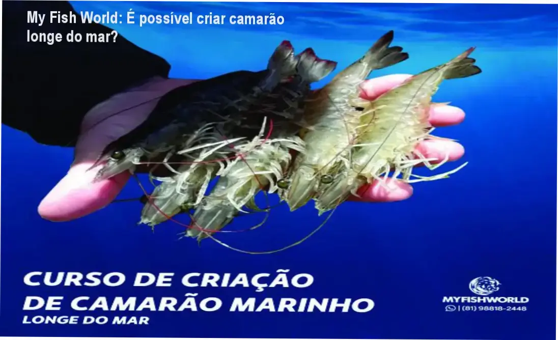 Curso de Criação de Camarão Marinho Longe do Mar da My Fish World mostrando bastidores da aquicultura
